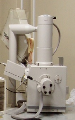 走査型電子顕微鏡（ＳＥＭ）観察